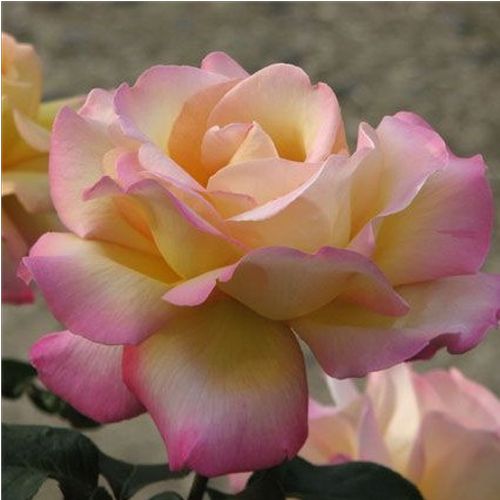 Rozen bestellen en bezorgen - theehybriden - geel - roze - Rosa Béke - Peace - matig geurende roos - Francis Meilland - Oud, geliefd ras onder rozenliefhebbers met decoratieve bloemen. De meest bekende en meest gebruikte gele theehybriden.